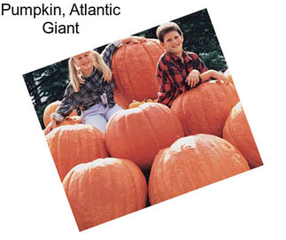 Pumpkin, Atlantic Giant