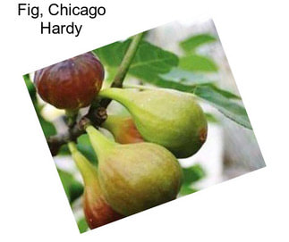 Fig, Chicago Hardy