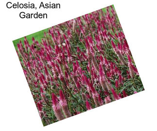 Celosia, Asian Garden