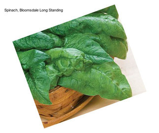 Spinach, Bloomsdale Long Standing