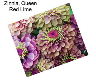 Zinnia, Queen Red Lime