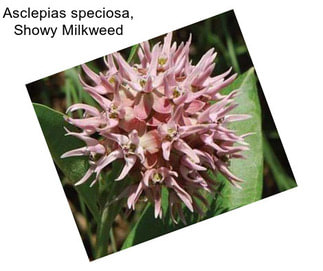 Asclepias speciosa, Showy Milkweed