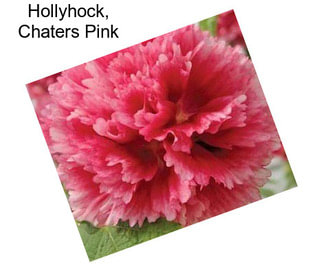 Hollyhock, Chaters Pink