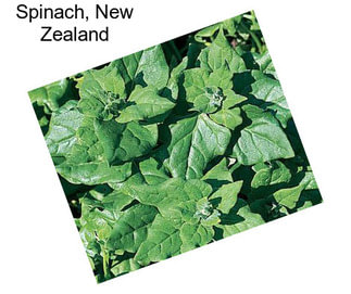 Spinach, New Zealand