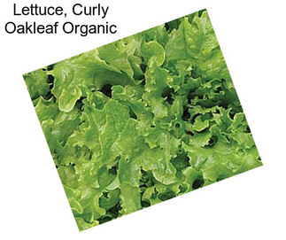 Lettuce, Curly Oakleaf Organic