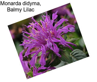 Monarda didyma, Balmy Lilac