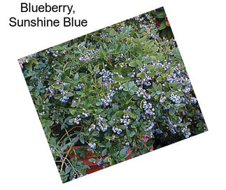 Blueberry, Sunshine Blue