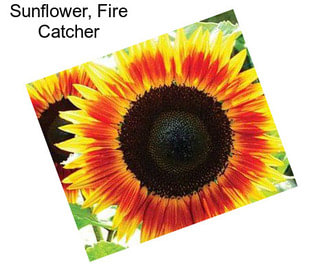 Sunflower, Fire Catcher