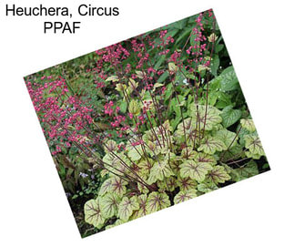 Heuchera, Circus PPAF