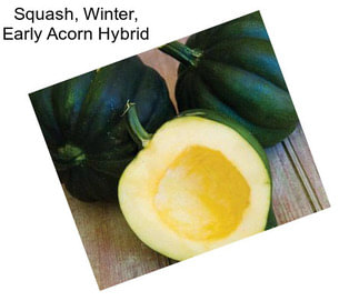 Squash, Winter, Early Acorn Hybrid