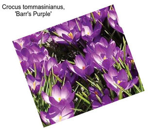 Crocus tommasinianus, \'Barr\'s Purple\'