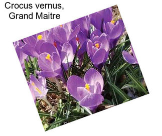 Crocus vernus, Grand Maitre