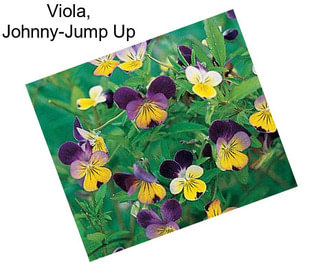 Viola, Johnny-Jump Up