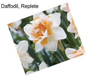 Daffodil, Replete