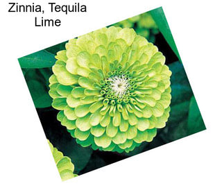 Zinnia, Tequila Lime