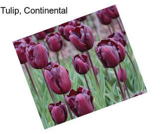 Tulip, Continental