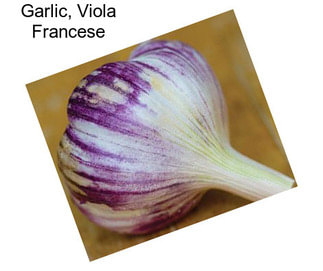 Garlic, Viola Francese