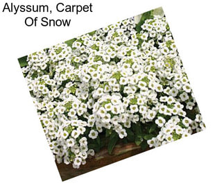 Alyssum, Carpet Of Snow