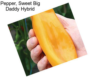 Pepper, Sweet Big Daddy Hybrid