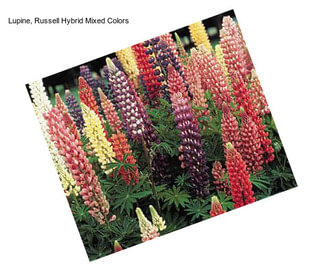 Lupine, Russell Hybrid Mixed Colors