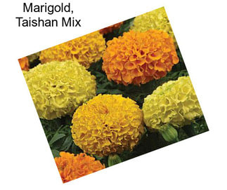 Marigold, Taishan Mix