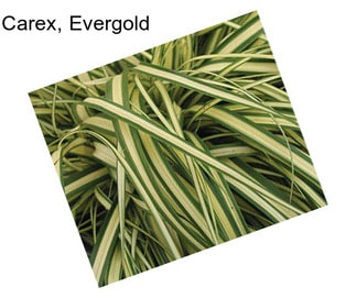 Carex, Evergold