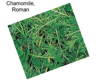 Chamomile, Roman