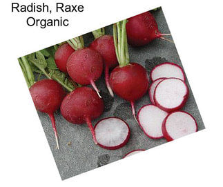 Radish, Raxe Organic