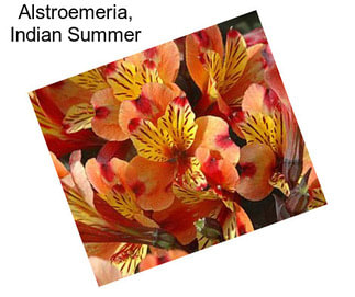 Alstroemeria, Indian Summer