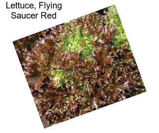 Lettuce, Flying Saucer Red