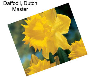 Daffodil, Dutch Master