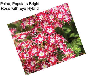 Phlox, Popstars Bright Rose with Eye Hybrid