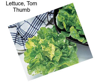 Lettuce, Tom Thumb