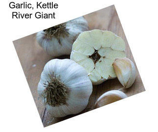 Garlic, Kettle River Giant