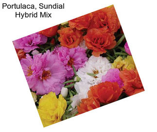 Portulaca, Sundial Hybrid Mix