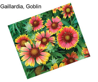 Gaillardia, Goblin