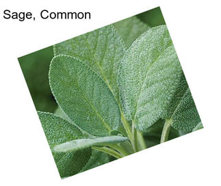 Sage, Common