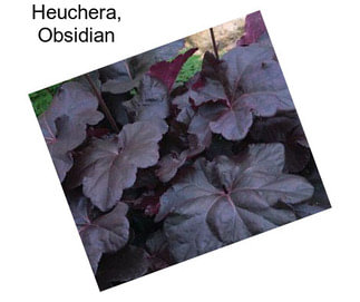 Heuchera, Obsidian