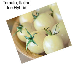 Tomato, Italian Ice Hybrid