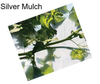 Silver Mulch