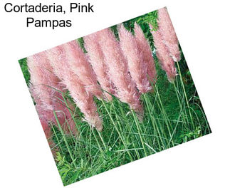 Cortaderia, Pink Pampas