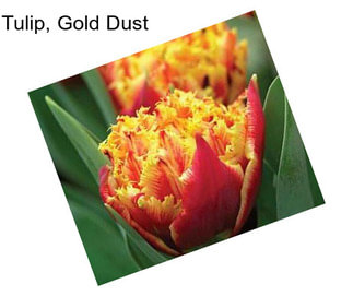 Tulip, Gold Dust