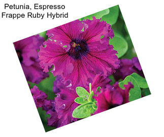 Petunia, Espresso Frappe Ruby Hybrid