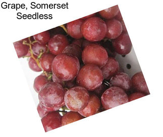 Grape, Somerset Seedless