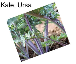 Kale, Ursa