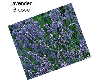 Lavender, Grosso