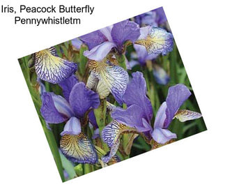 Iris, Peacock Butterfly Pennywhistletm