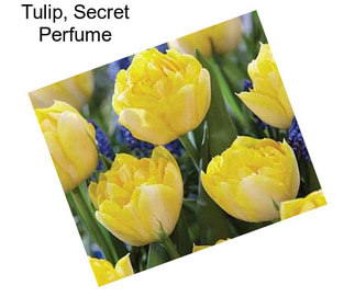 Tulip, Secret Perfume