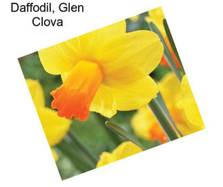 Daffodil, Glen Clova