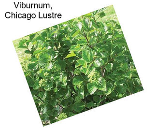 Viburnum, Chicago Lustre